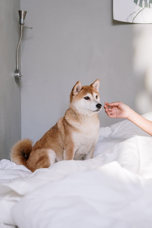 Détection canine punaise de lit à paris : une solution fiable
